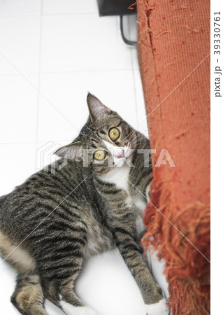 Kitten scratching orange fabric sofa Kitten scratching orange fabric sofa 39330761