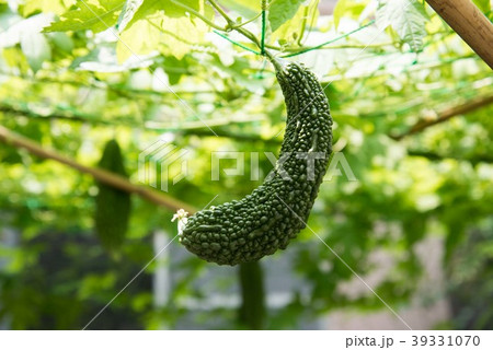 ゴーヤ ゴーヤ 39331070