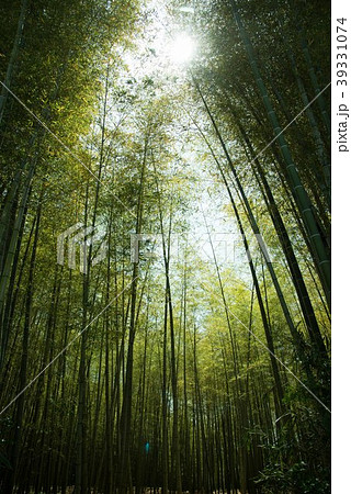 竹やぶ 39331074