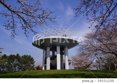 野島公園 桜 39331200