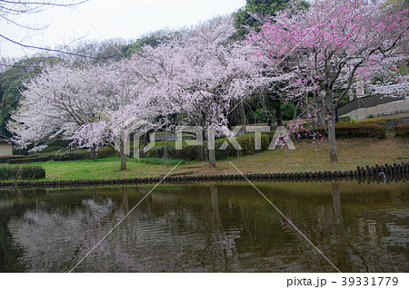 花島公園の桜。 花島公園の桜。 39331779