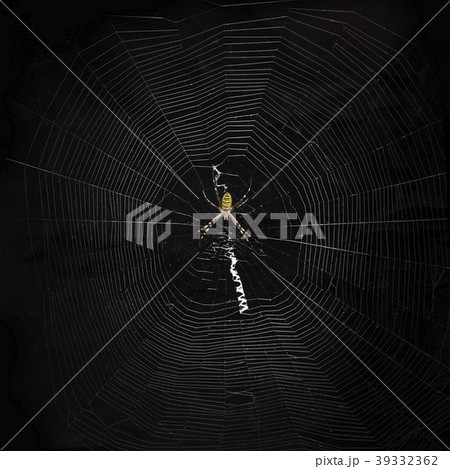 黒バックに蜘蛛の巣 39332362