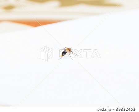 mosquito 39332453