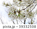 鎌倉雪ノ下教会の桜 39332508