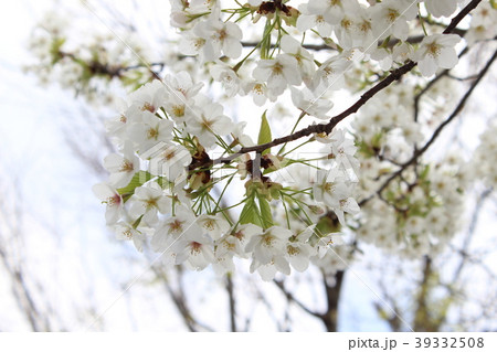 鎌倉雪ノ下教会の桜 39332508