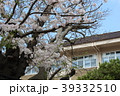 鎌倉の学校の桜 39332510