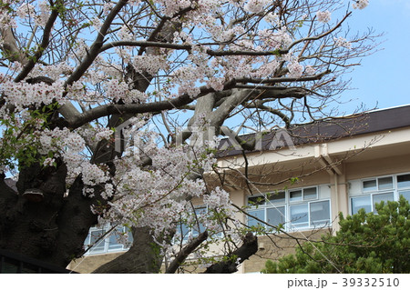 鎌倉の学校の桜 39332510
