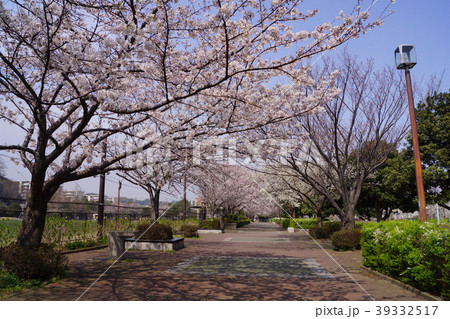 長浜公園 桜 39332517