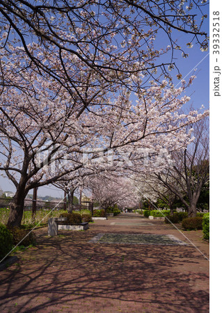 長浜公園 桜 39332518