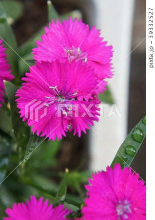 ナデシコ 39332527