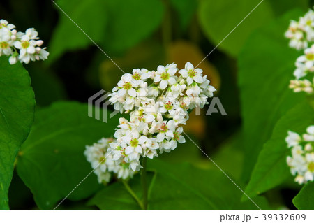 ソバの花 ソバ畑 ソバの花 ソバ畑 39332609