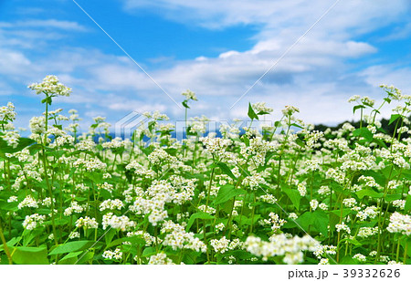 ソバの花 ソバ畑 ソバの花 ソバ畑 39332626