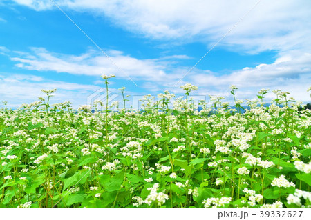 ソバの花　ソバ畑 39332627