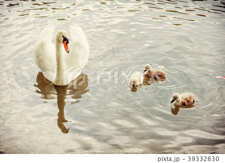 White mother swan swim with her youngs, yellow fil 39332630
