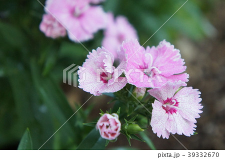 ナデシコ 39332670