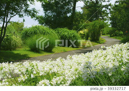 アガパンサス 39332717