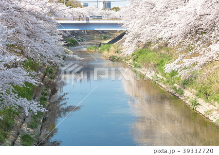 山崎川の桜 39332720