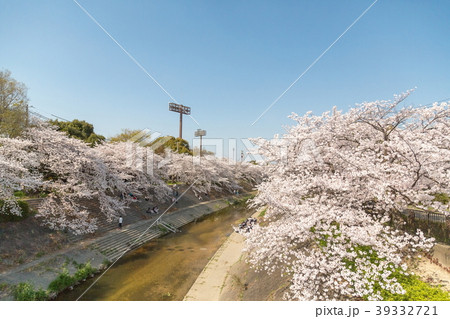 山崎川の桜 39332721