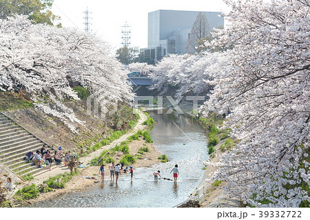 Cherry blossoms at Yamazaki River Stock Photo 39332722 PIXTA