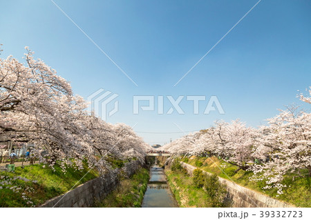 山崎川の桜 山崎川の桜 39332723