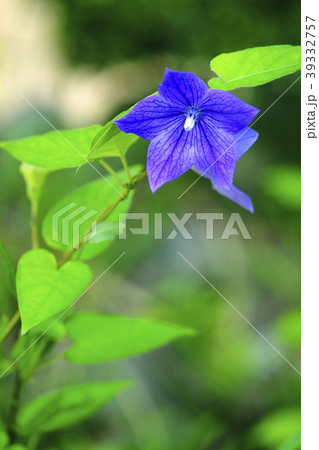 桔梗 桔梗 39332757