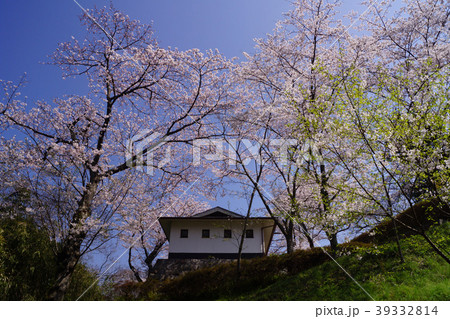 塚山公園 桜 39332814