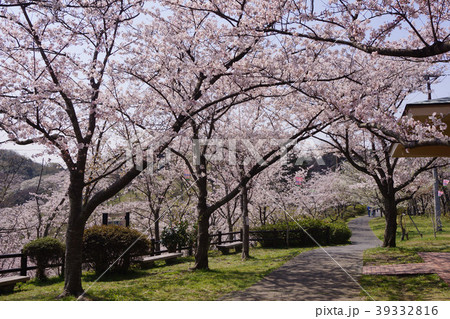 塚山公園 桜 39332816