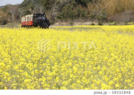 小湊鐵道トロッコ列車と菜の花畑 小湊鐵道トロッコ列車と菜の花畑 39332848