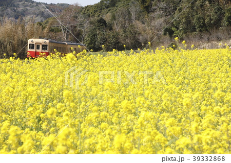小湊鐵道と菜の花畑 小湊鐵道と菜の花畑 39332868
