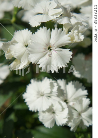 ナデシコ 39333211