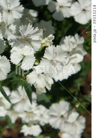 ナデシコ 39333218