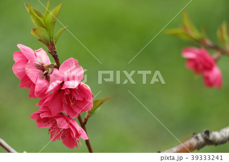 桃の花（三月） 39333241
