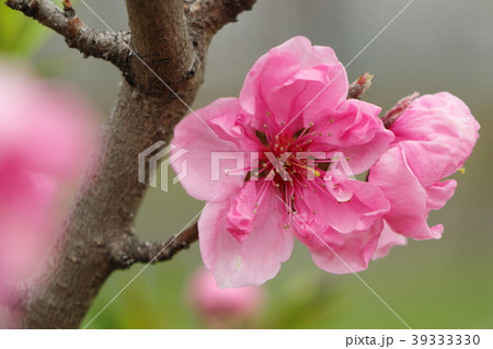 桃の花（三月） 39333330