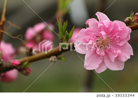 桃の花（三月） 39333344
