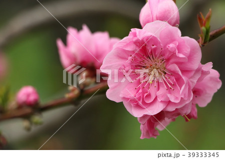 桃の花（三月） 39333345