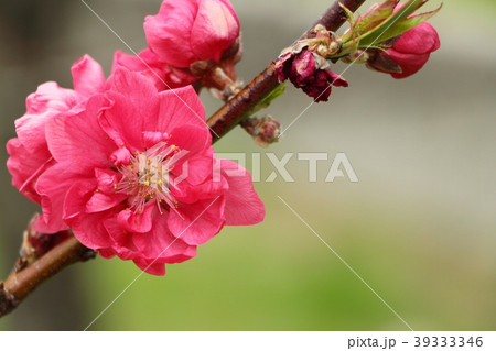 桃の花（三月） 39333346