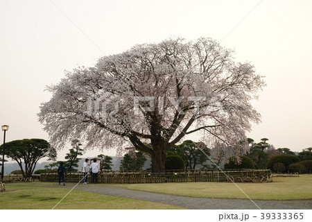 偕楽園　左近の桜 39333365