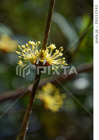 サンシュユ（山茱萸） 39333543