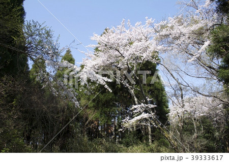 山中に咲く桜 39333617