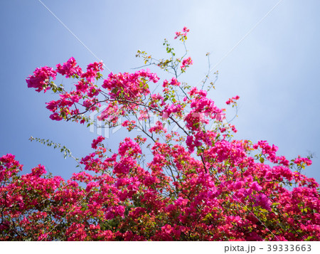 ブーゲンビリア ブーゲンビレア イカダカズラ 39333663