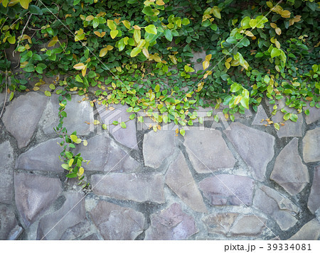 緑色 緑 グリーン 39334081