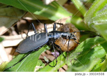 カタツムリを食べるマイマイカブリ カタツムリを食べるマイマイカブリ 39334508