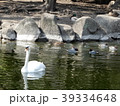 白鳥とカモ 39334648