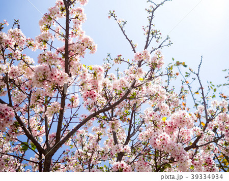 台湾 台北 台北市 39334934