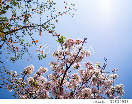 台湾 台北 台北市 39334938