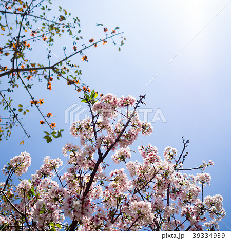 台湾 台北 台北市 39334939