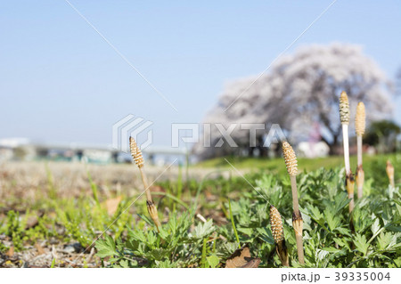 土筆　ヨモギ　春　朝　桜 39335004