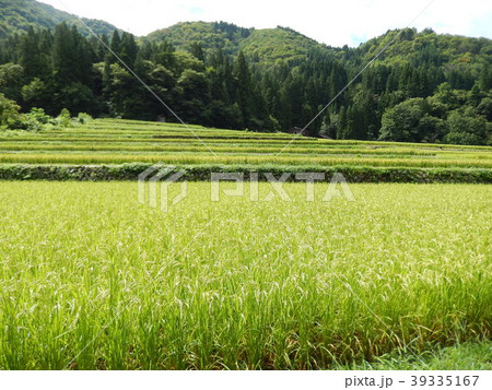 夏の田園風景　白川郷 39335167