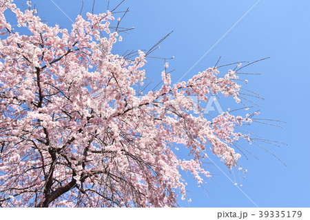 シダレザクラ(枝垂れ桜) シダレザクラ(枝垂れ桜) 39335179