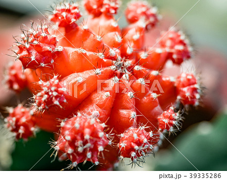 Gymnocalycium mihanovichii or chin cactus. Close 39335286